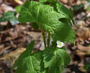 Goldenseal (hydrastis canadensis)