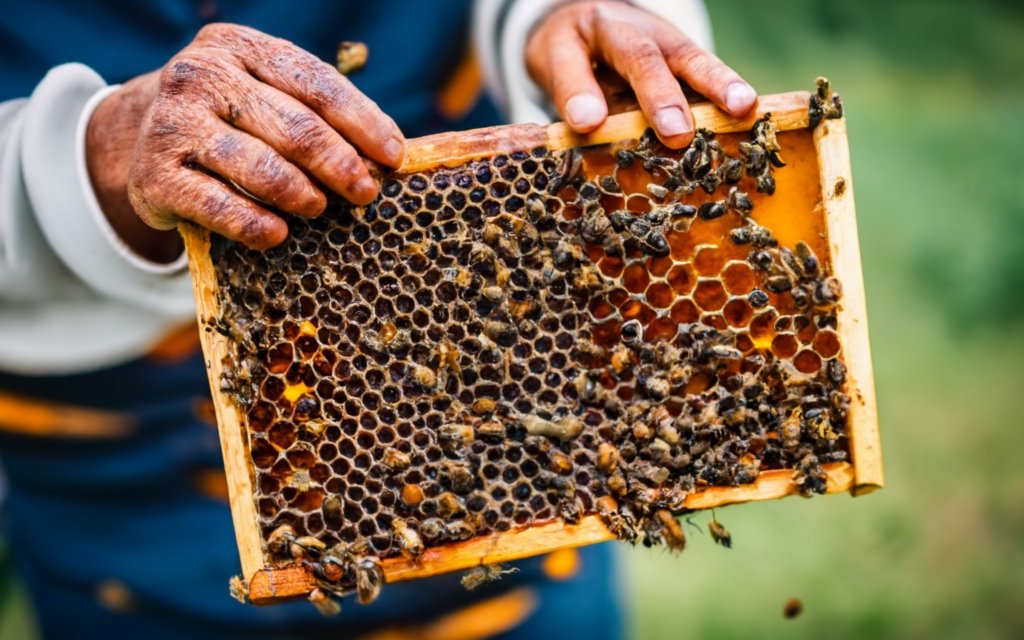 Health Benefits of Supplemental Propolis