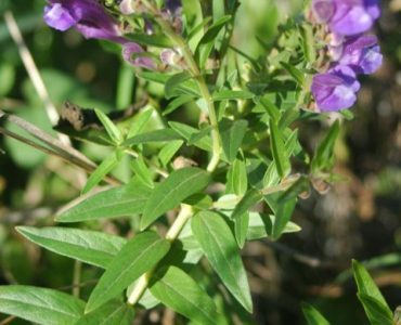 Scutellaria_baicalensis_flowers
