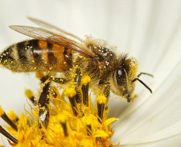 bee-collects pollen