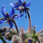 Benefits and Considerations of Bromelain in Nutrition and Health