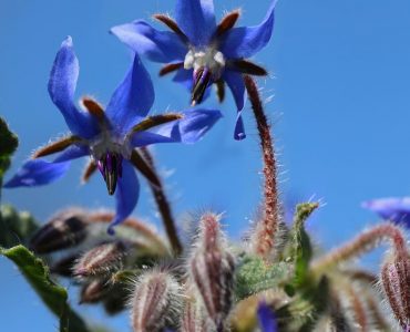 borage-flower plant use and taste