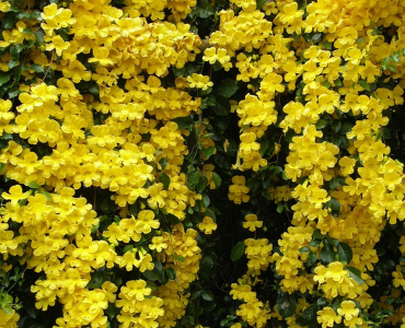 cats-claw-uncaria-tomentosa-potential medical treatment