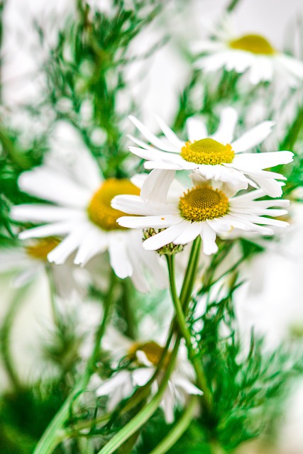 chamomile-as-homeopathic-remedies