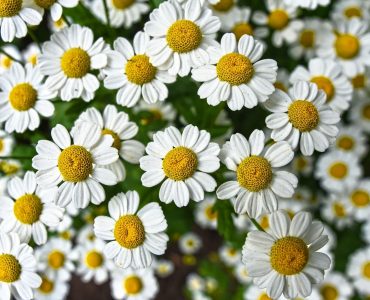 chamomile flowers treatment potential