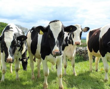 colostrum - cow milk - image