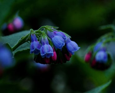 comfrey-health benefits and use