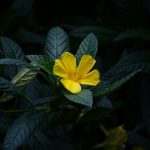 Cranberries: A Superfood with Remarkable Health Benefits