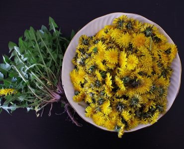 dandelion flowers and root image