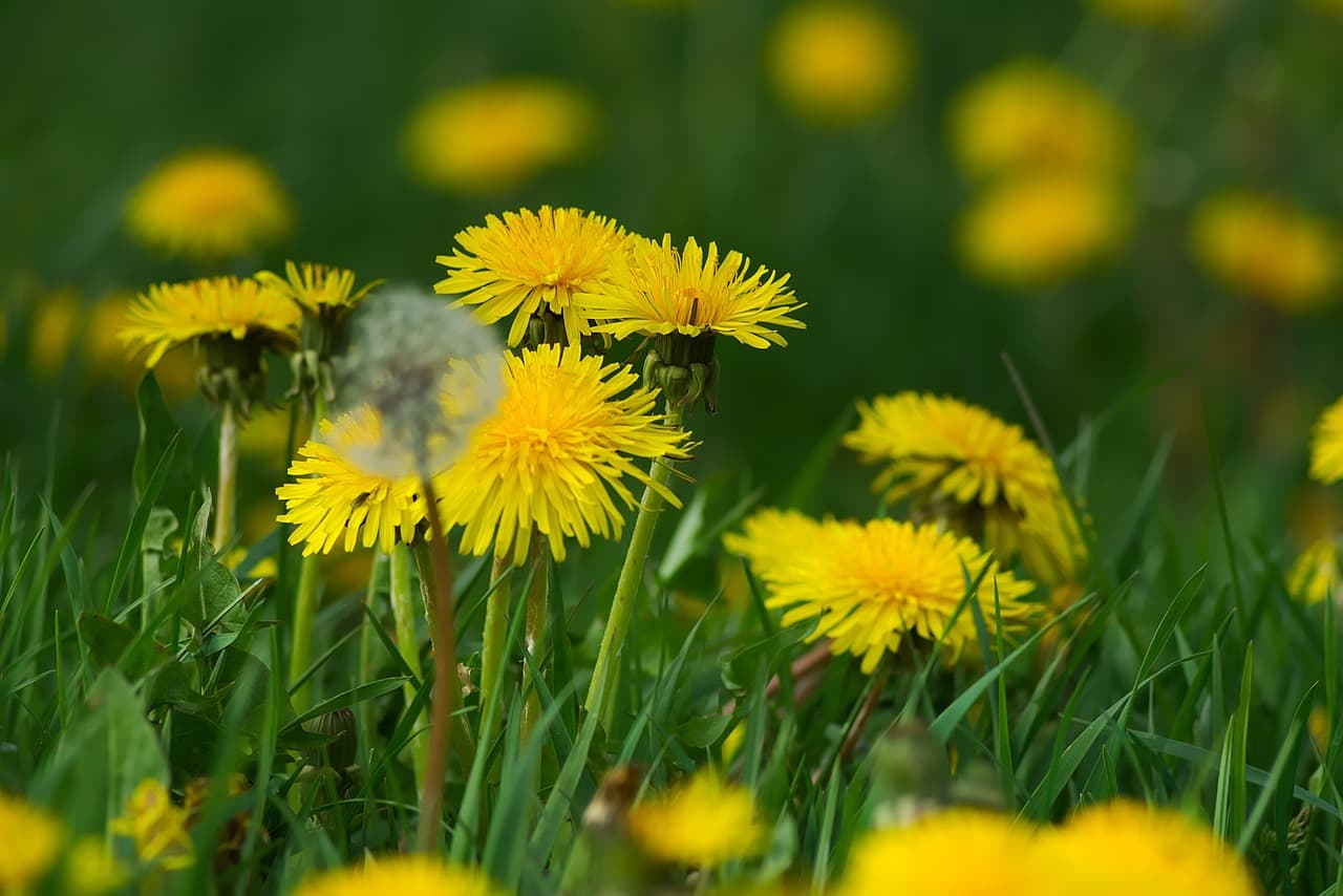 dandelion flowers for medical use