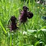 Dill: A Versatile Herb with Remarkable Health Benefits and Medicinal Properties