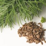 Dong Quai: Nature’s Health Elixir – Benefits, Medicinal Uses, and Home Remedies