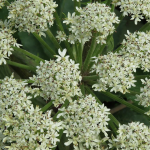 Echinacea: Unveiling Its Health Benefits, Medical Applications, and Home Remedies