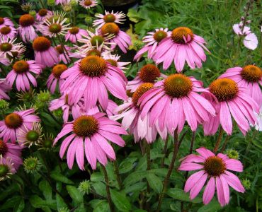 echinacea-ntural immune boost for respiratory health