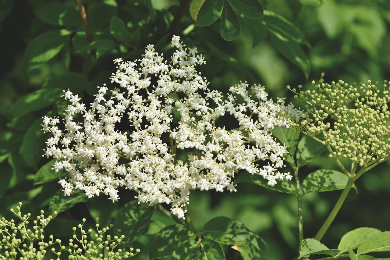 elderberry flowers