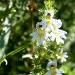 Fennel: Exploring Its Health Benefits, Medicinal Uses, and Delicious Home Recipes