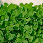 Fennel: Exploring Its Health Benefits, Medicinal Uses, and Delicious Home Recipes