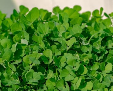 fenugreek-for health from migraine and Arthritis