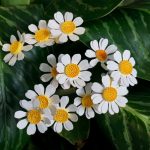 Fenugreek: Unlocking Its Health Benefits, Uses, and Tasty Home Recipes