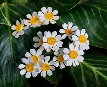 feverfew natural remedy from headaches