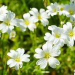 Chamomile: Benefits, Use in Medicine, Treatment Potential, and Recipes