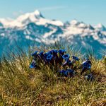 Garlic: A Culinary Treasure with Health-Boosting Powers