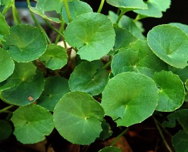 gotu kola herb