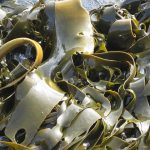 Isoflavones: Foods, Benefits, Side Effects, and Supplements