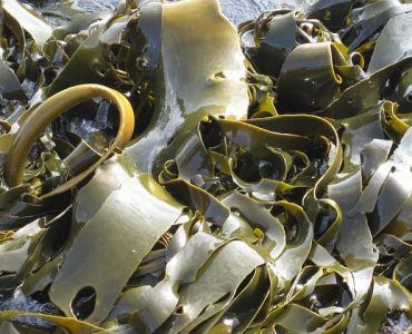 kelp seawater