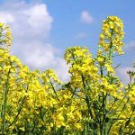 Linseed: A Superfood for Your Health