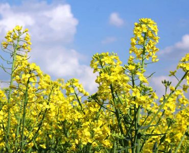oil-seed-rape-image