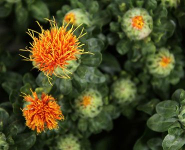 safflowers