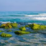 Borage: A Nutritional Herb for Your Health and Garden