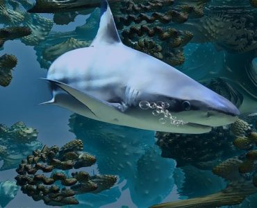 shark liver oil fractal-