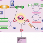Spirulina: Benefits, Side Effects, and How to Use It at Home