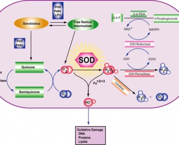 superoxide-dismutase