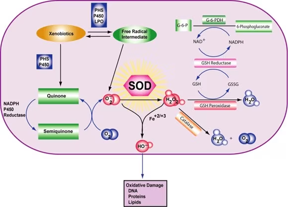 superoxide-dismutase