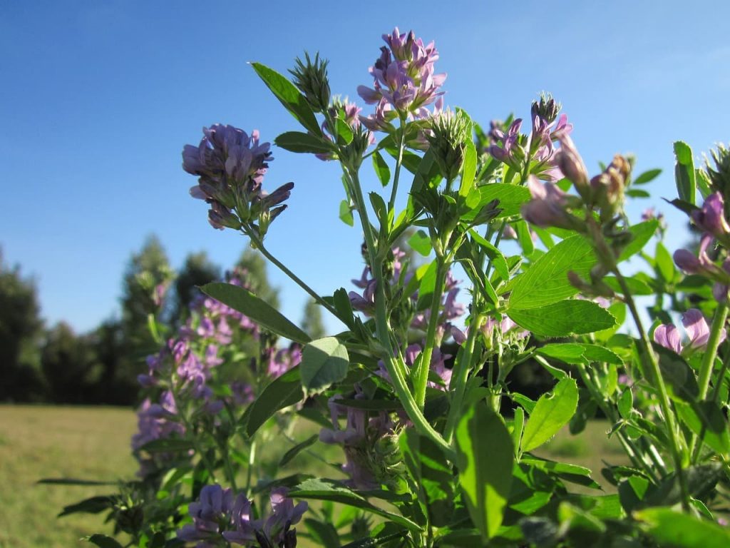 medicago-satigo-alfalfa flowers