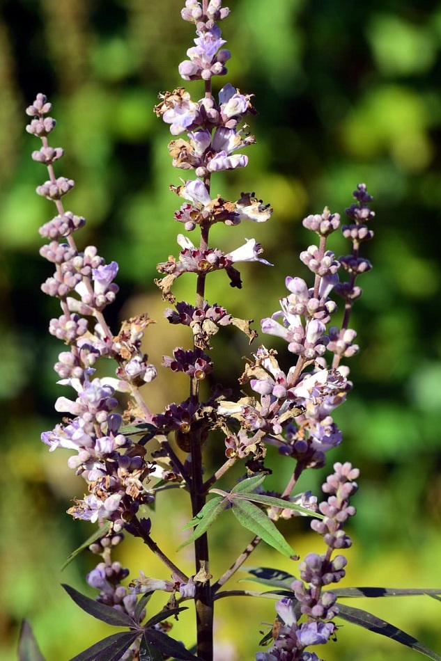 monk-pepper-agnus castus flower image