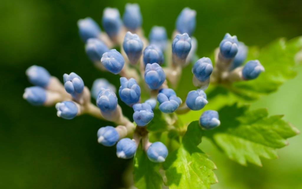 Blue Cohosh