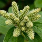 Harnessing Burdock Root’s Power for Radiant Skin, Healthy Hair, and More!