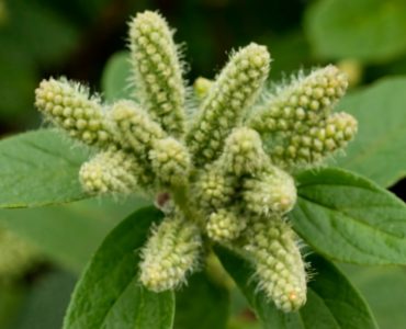 Buchu remains a popular ingredient in over-the-counter herbal diuretic preparations. Historically, buchu has been used to treat inflammation, and kidney and urinary tract infections; as a diuretic and as a stomach tonic. Other uses include carminative action and treatment of cystitis, urethritis, prostatitis, and gout., photo,