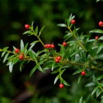 Harnessing Burdock Root’s Power for Radiant Skin, Healthy Hair, and More!