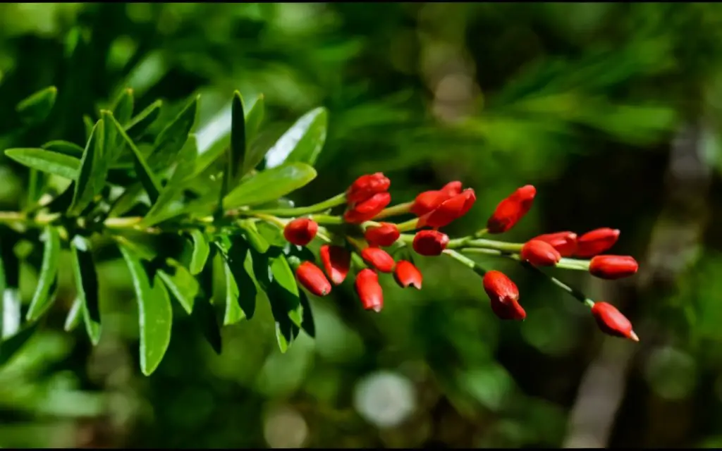 Butcher's broom is a plant. The root is used to make medicine.