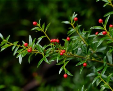Butcher's broom is a plant. The root is used to make medicine. Butcher's broom is used for hemorrhoids, gallstones, “hardening of the arteries” (atherosclerosis), and for symptoms of poor blood circulation such as pain, heaviness, leg cramps, leg swelling, varicose veins, itching, and swelling., photo, poster