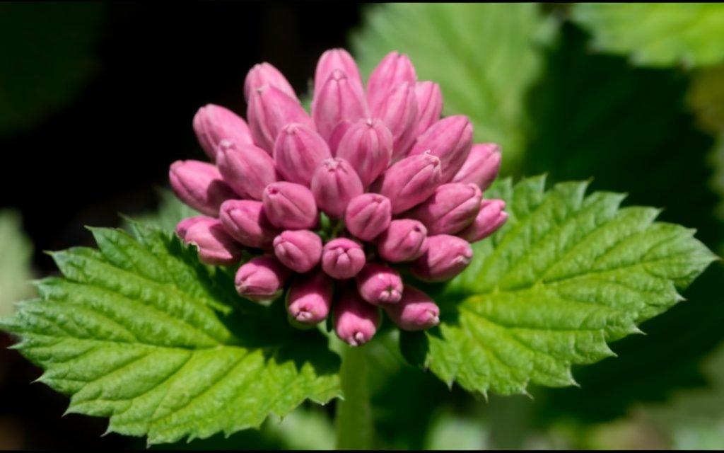 Butterbur