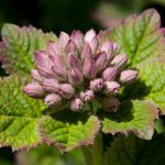 Unleash the Hidden Power of Calendula for Health & Beauty