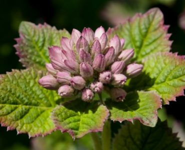 Butterbur contains chemicals that might relieve spasms and decrease swelling. Butterbur is used for migraine, hay fever, asthma, and many other conditions, but there is no strong scientific evidence to support most of these uses. Some butterbur products may contain pyrrolizidine alkaloids (PAs)., photo,