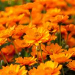 Butcher’s Broom: More Than Just Pretty Sprouts – Unlocking its Hidden Health Wonders