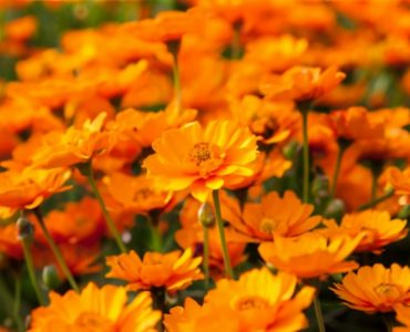 Calendula appears to fight inflammation, viruses, and bacteria. Traditionally, calendula has been used to treat stomach upset and ulcers, as well as relieve menstrual cramps, but there is no scientific evidence that calendula works for these problems., photo,
